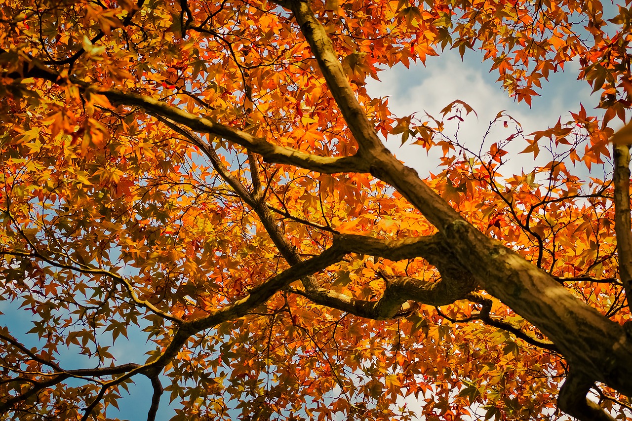 Maple wood to burn this winter